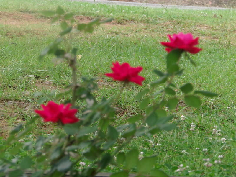 Red Roses in Grass — Green