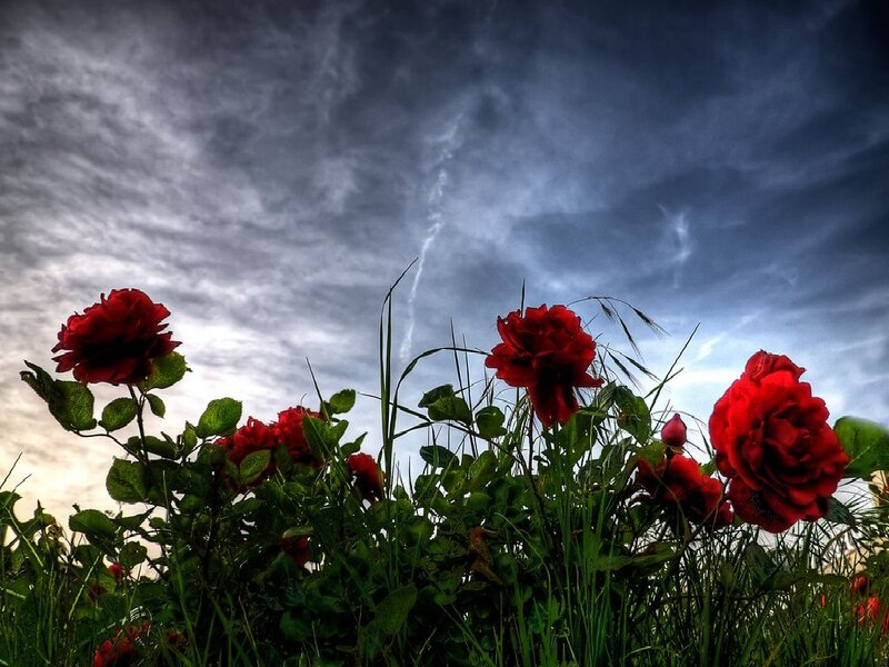 Red Roses in Grass