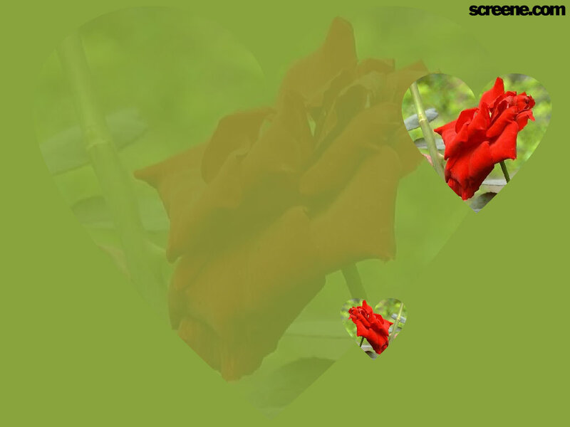 Red Roses in Heart Frames — Green