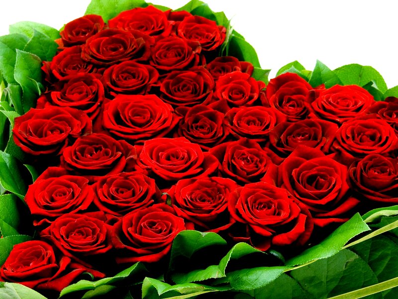Red Roses in Heart Shape — Romantic, Photograph, Green Leaves