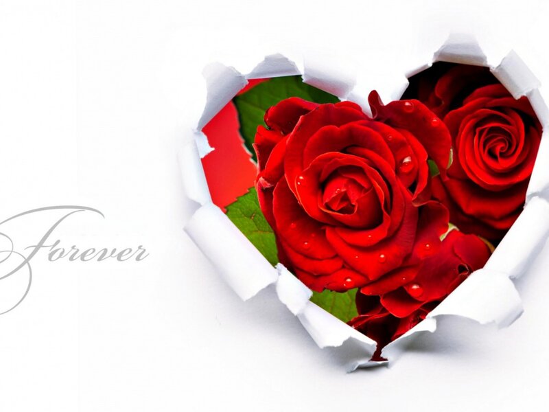 Red Roses in Heart Shape — Romantic, Photograph, Rose, Leaf, Text