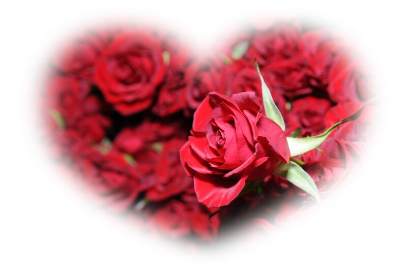 Red Roses in Heart Shape — Romantic, Photograph