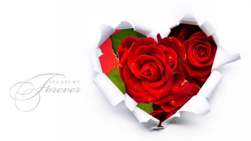 Red Roses in Heart Shape — White, Romantic