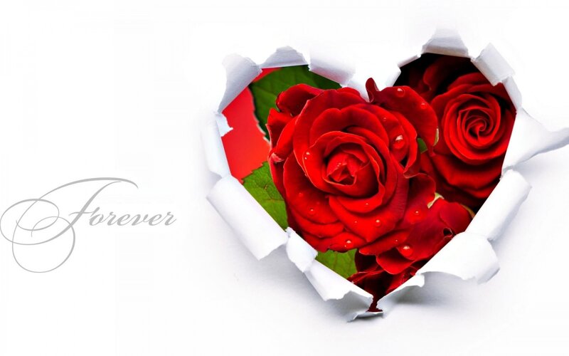 Red Roses in Heart Shape — White