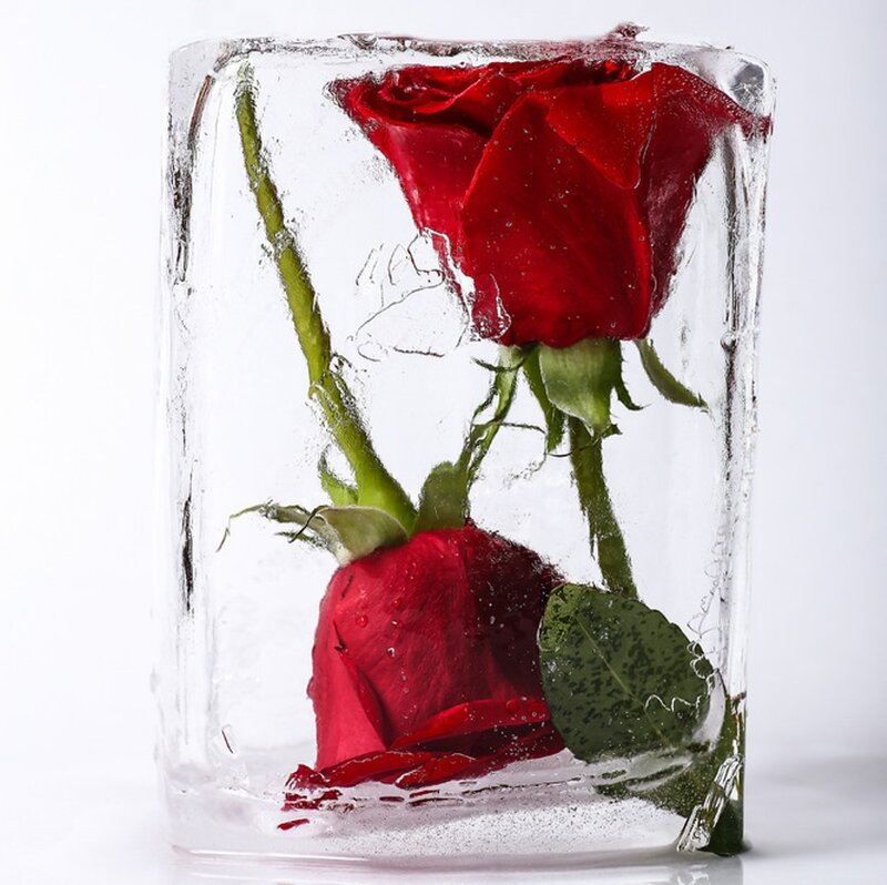 Red Roses in Ice