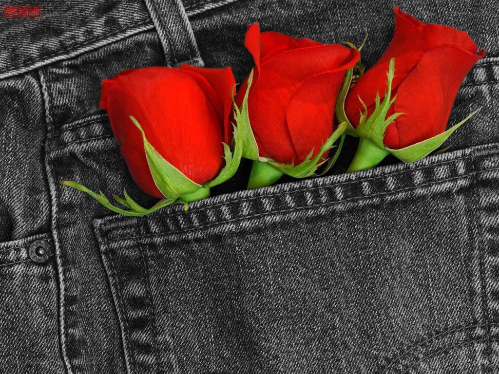 Red roses in jeans pocket