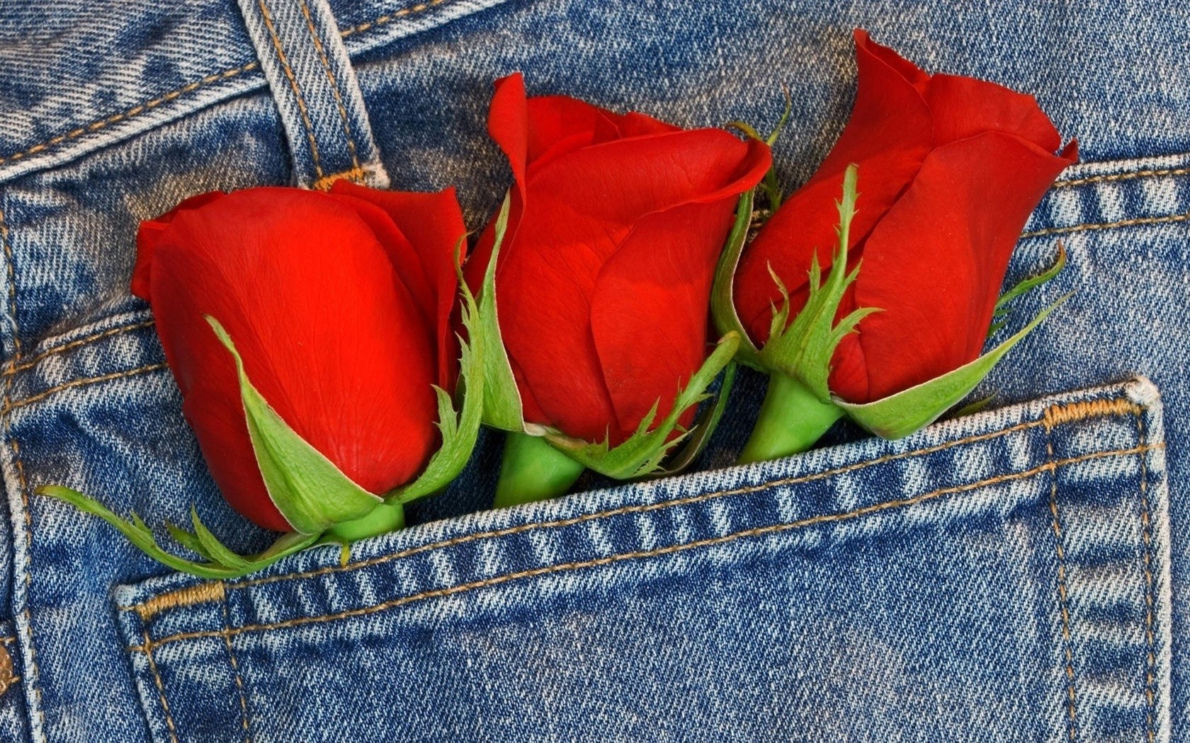 Red roses in jeans pocket