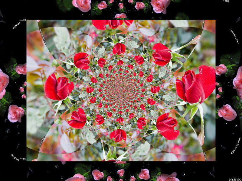 Red Roses in Kaleidoscope — Symmetrical
