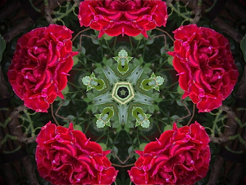 Red Roses in Kaleidoscope