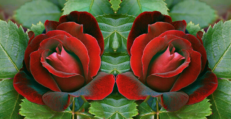 Red Roses in Mirror Image