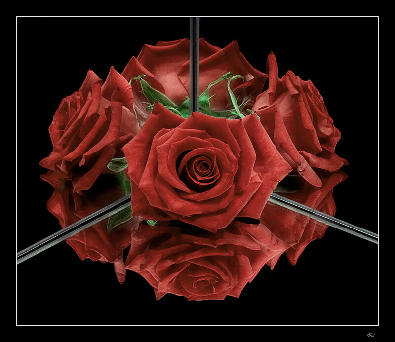 Red roses in mirror reflection