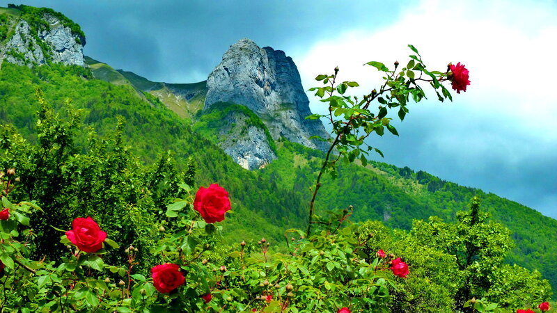 Red Roses in Mountains