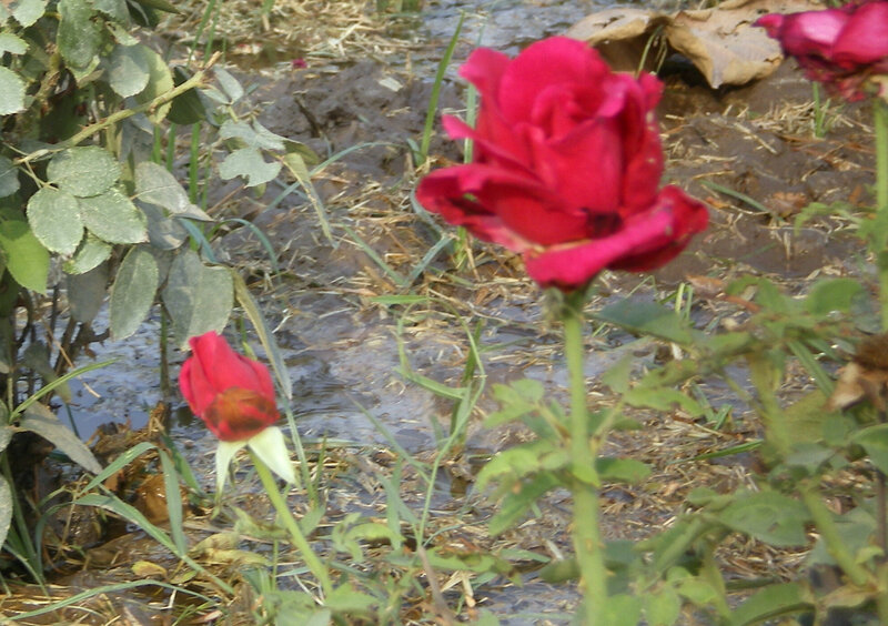 Red roses in muddy garden