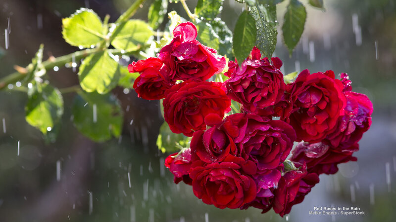 Red Roses in Rain — Calm, Afternoon
