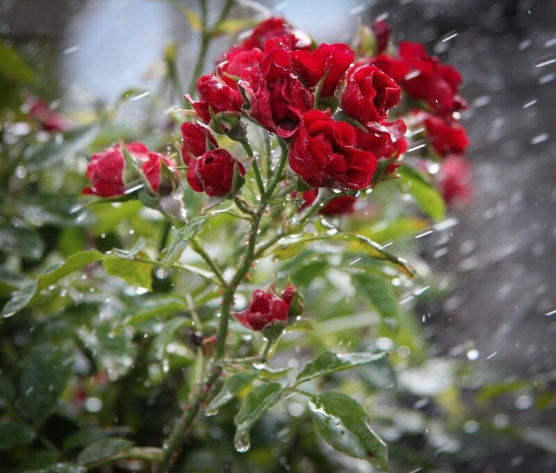Red Roses in Rain — Calm