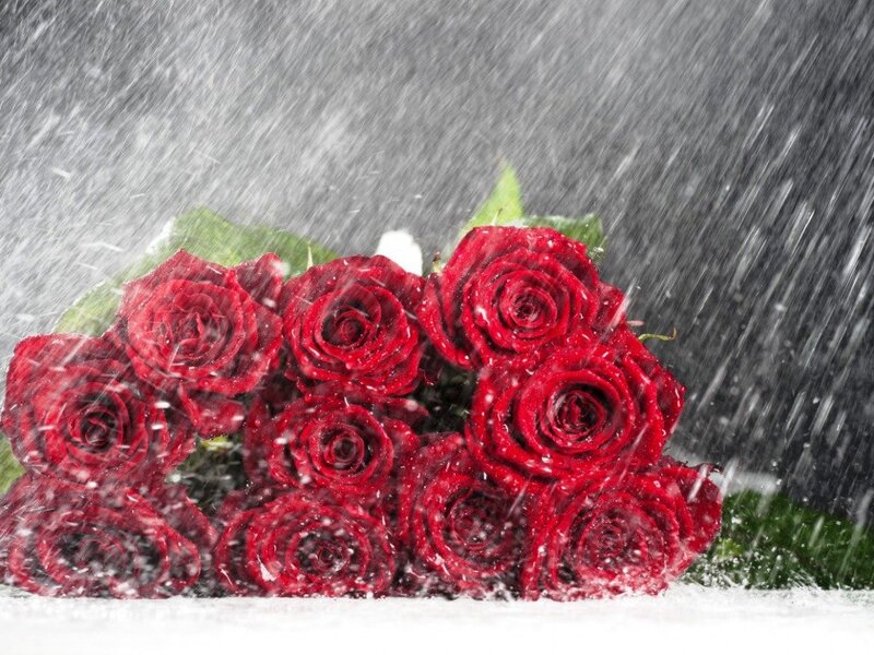 Red Roses in Rain — Dramatic, Photograph
