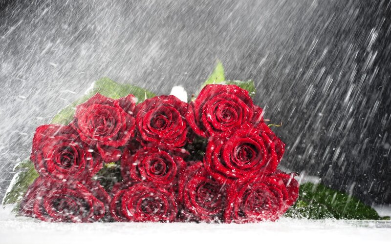 Red Roses in Rain — Dramatic