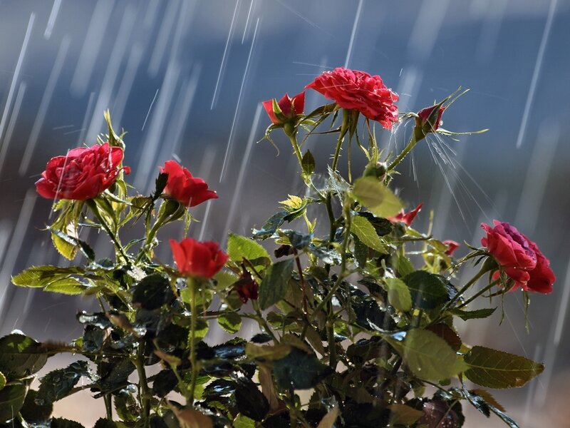 Red Roses in Rain