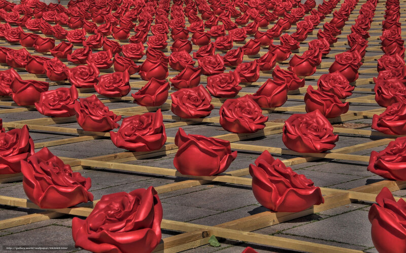 Red roses in rows