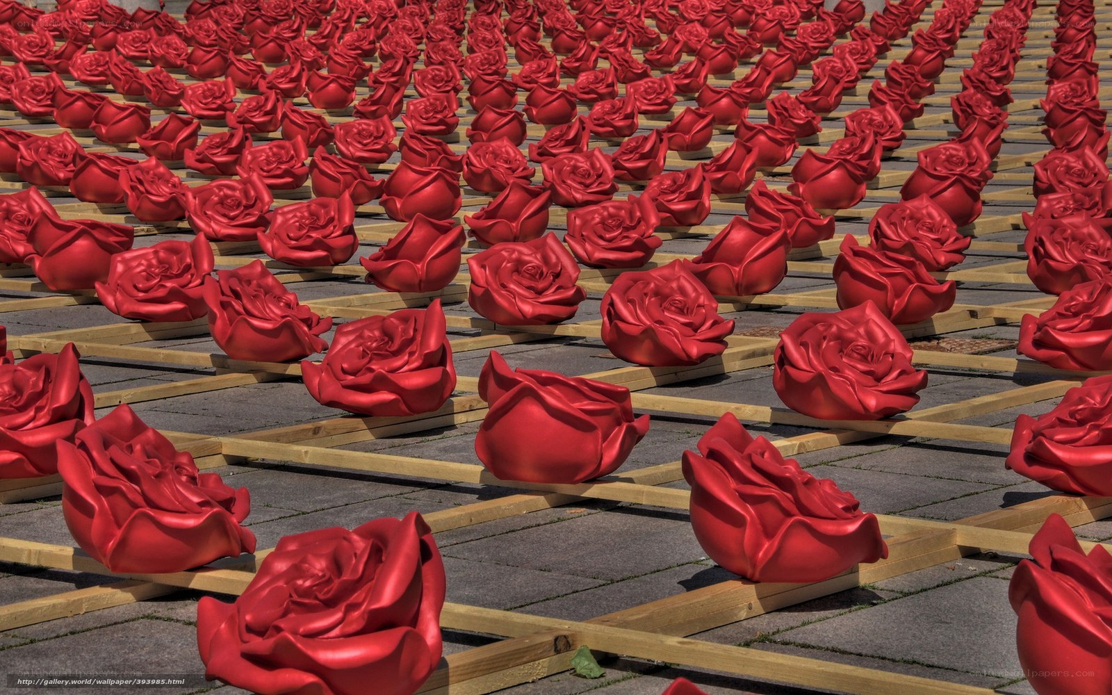 Red roses in rows