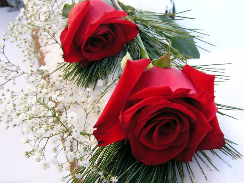 Red roses in snow