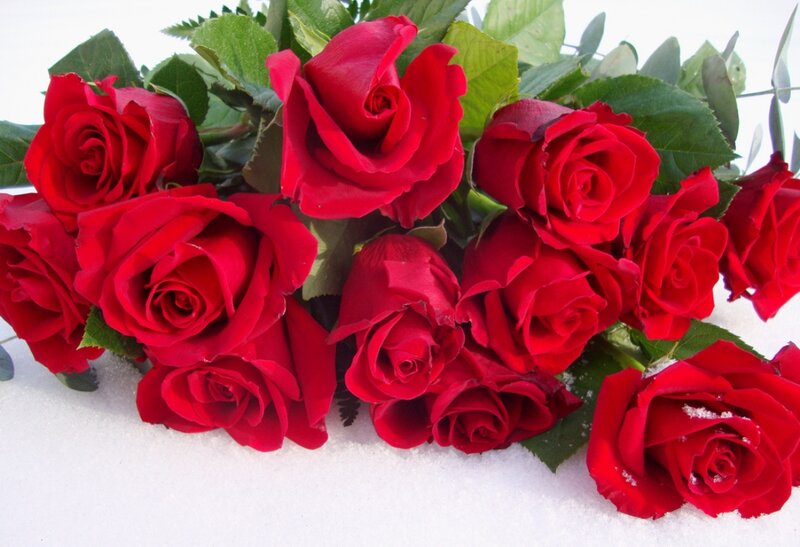 Red Roses in Snow — Calm