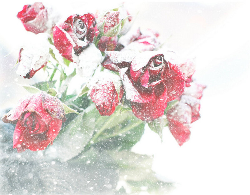Red Roses in Snow — Calm, Winter, Photograph, Bouquet