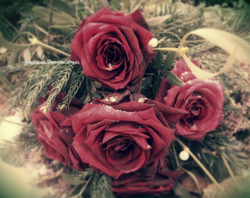 Red Roses in Snow — Calm, Winter