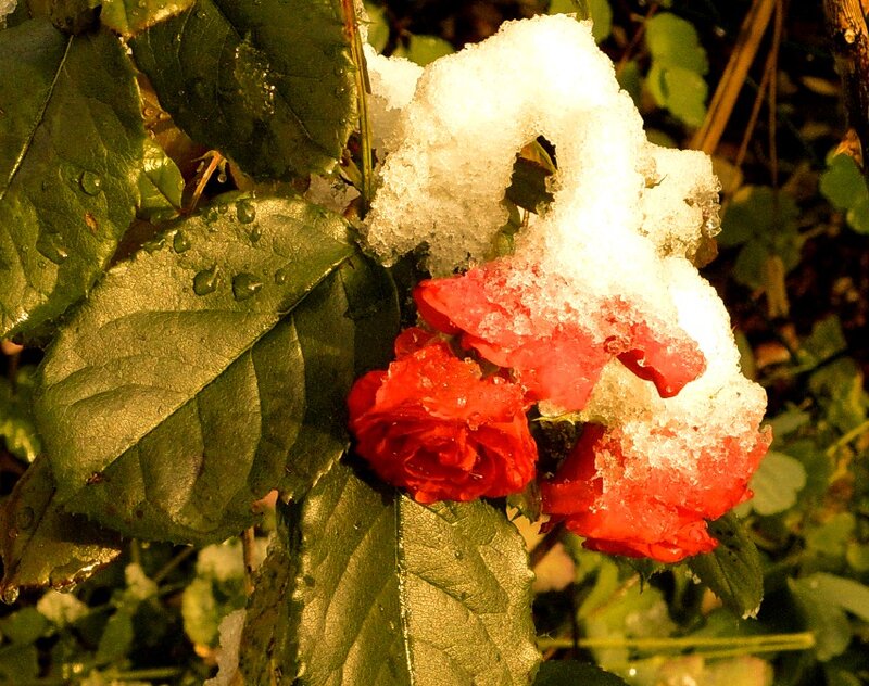 Red Roses in Snow — Dramatic
