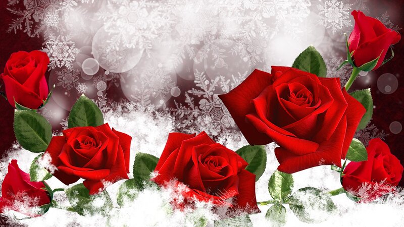 Red Roses in Snow — Festive