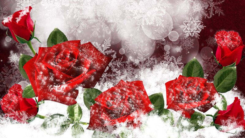 Red Roses in Snow — Festive, Winter