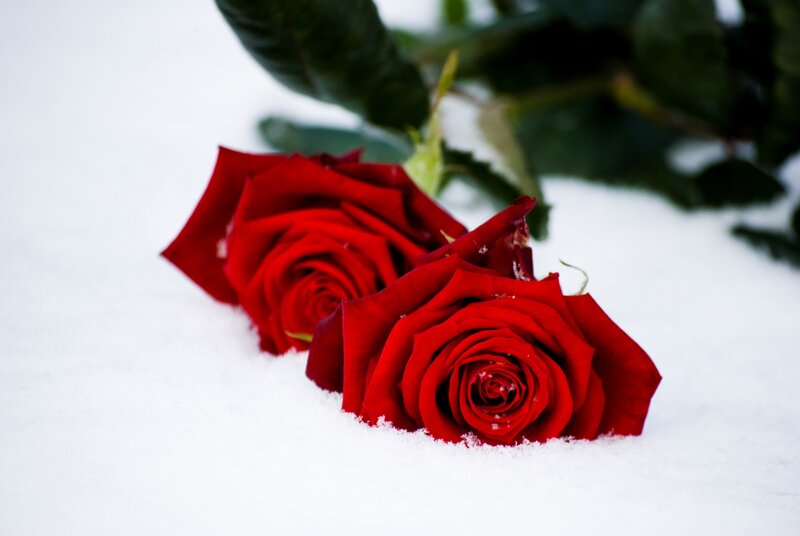 Red Roses in Snow — Serene