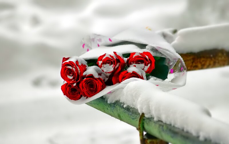 Red Roses in Snow — Serene, Winter, Photograph, Bouquet
