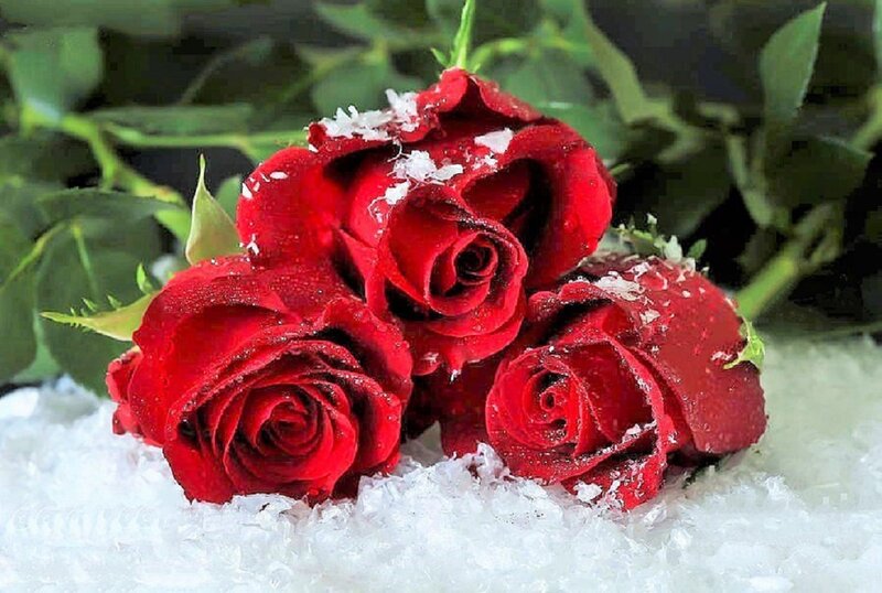 Red Roses in Snow — Serene, Winter, Photograph, Green Leaves