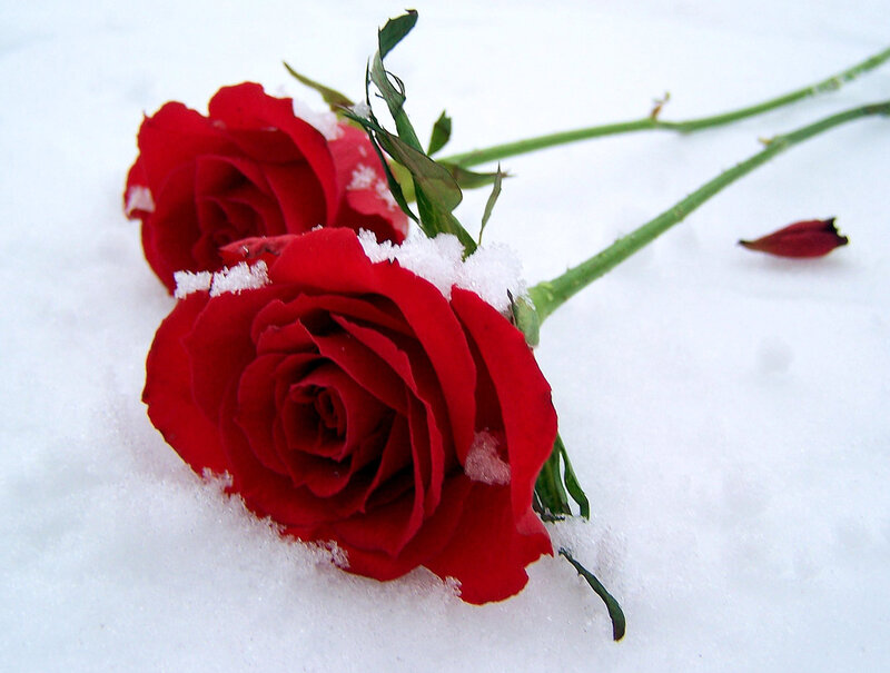 Red Roses in Snow — Serene, Winter, Photograph