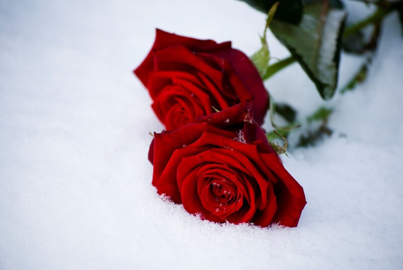 Red Roses in Snow — Serene, Winter
