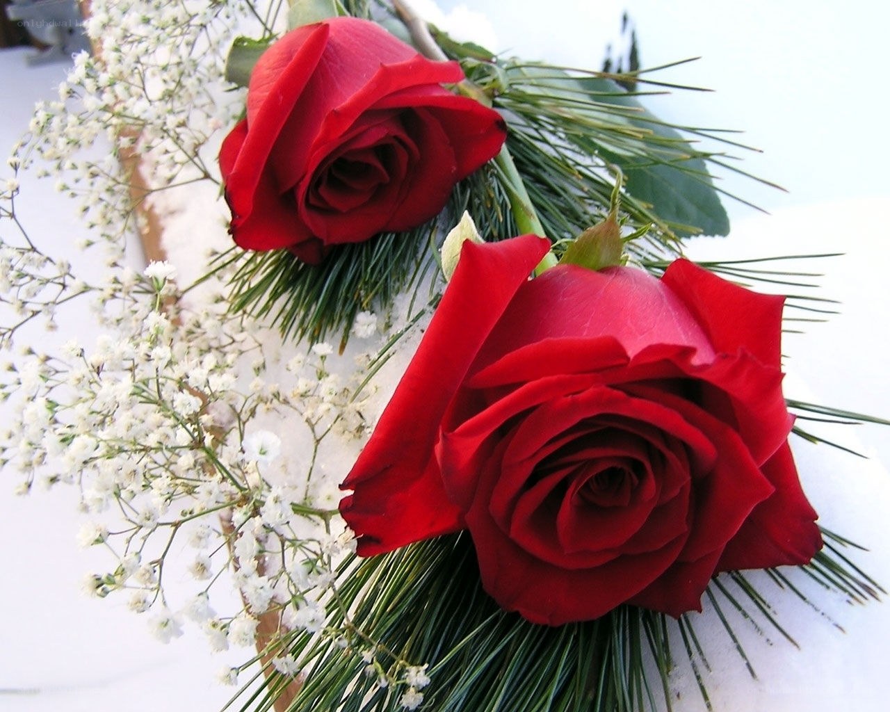 Red roses in snow