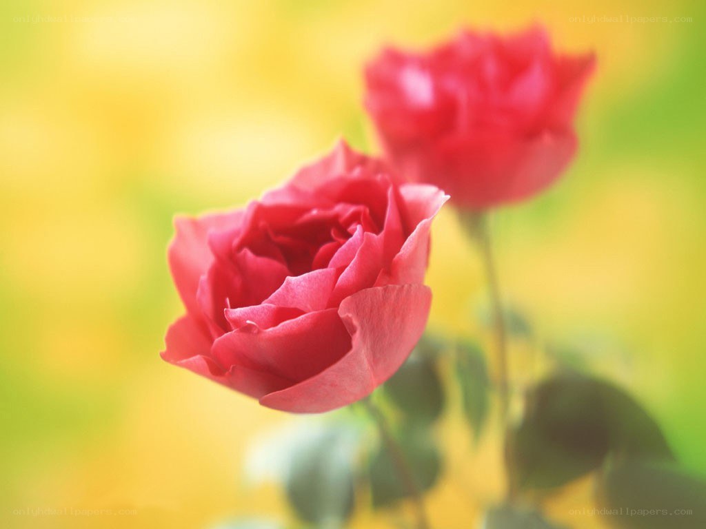 Red roses in soft focus