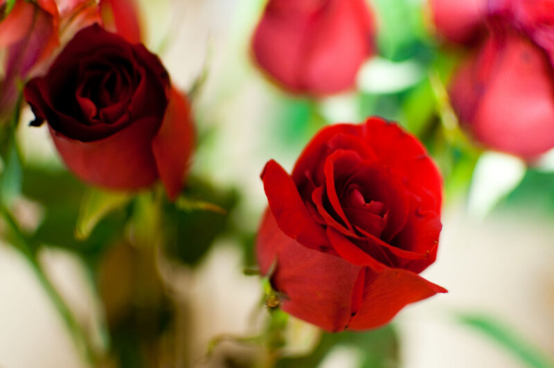 Red roses in soft focus