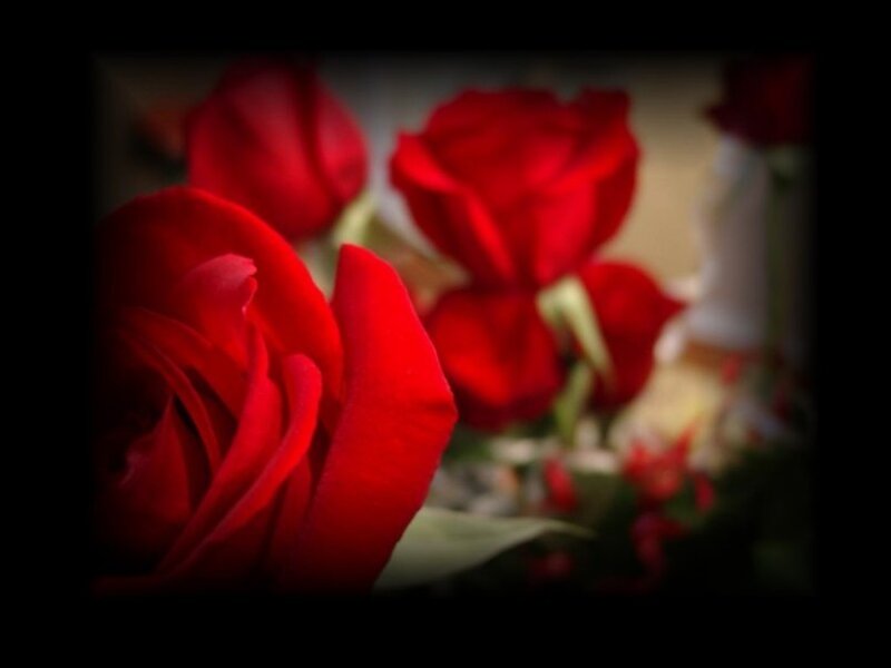 Red roses in soft focus