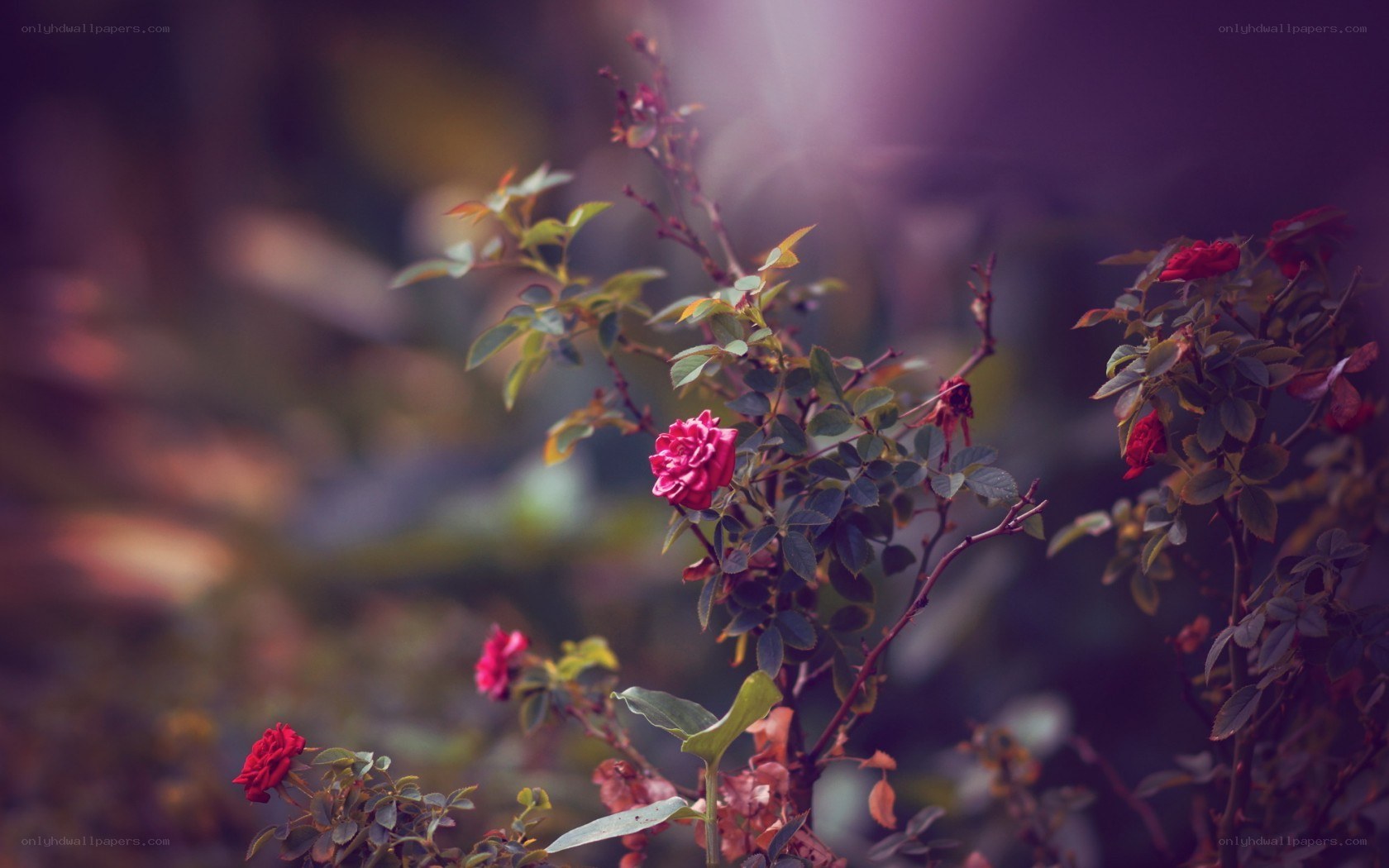 Red roses in soft light