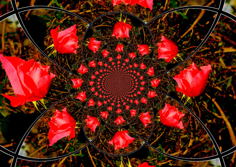 Red Roses in Spiral Pattern