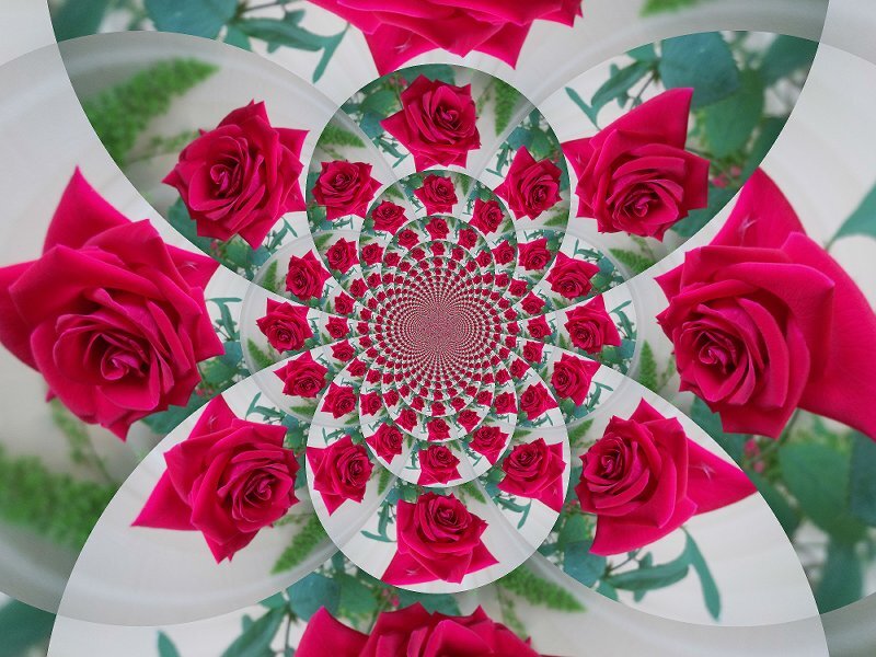 Red Roses in Spiral