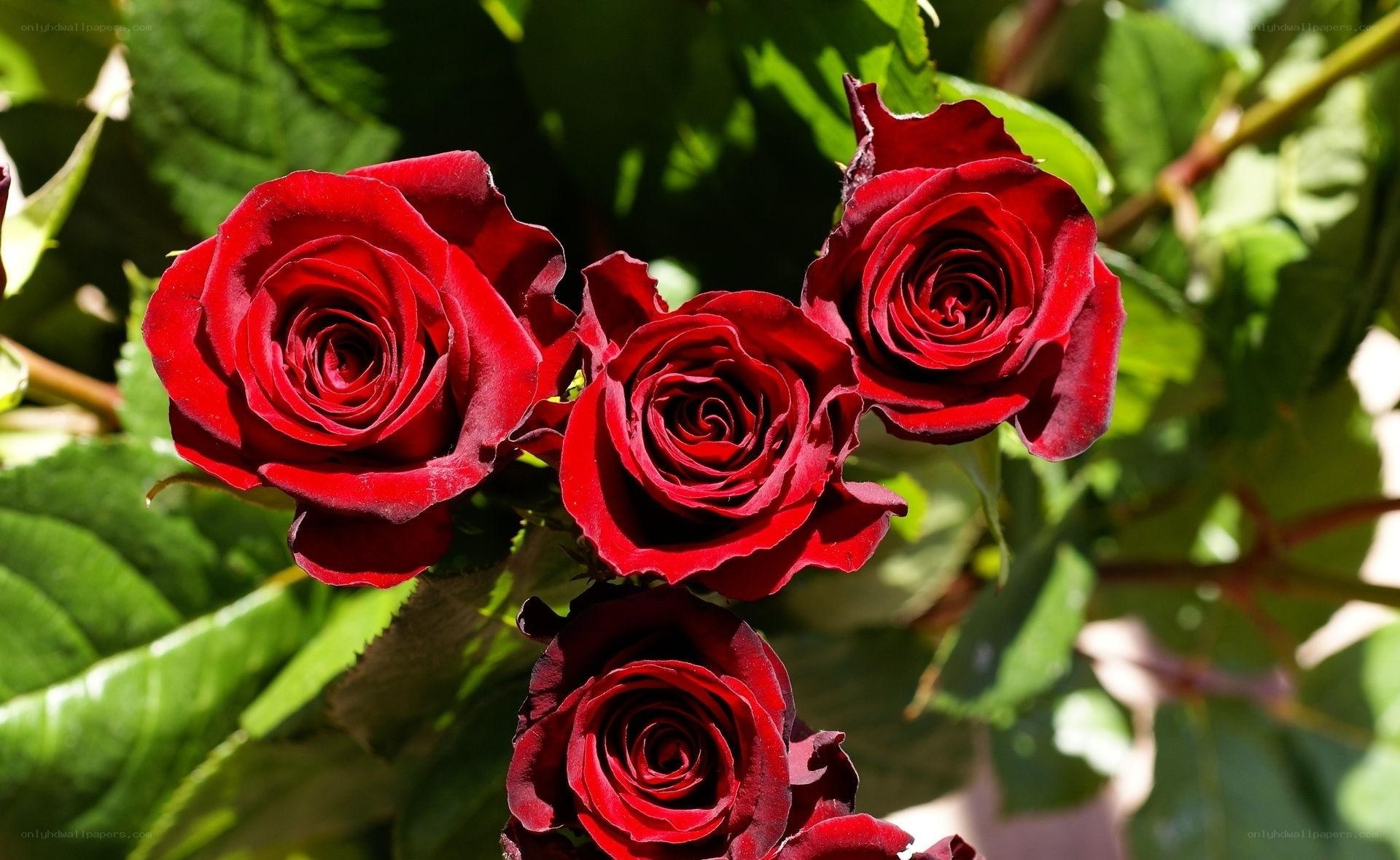 Red roses in sunlight