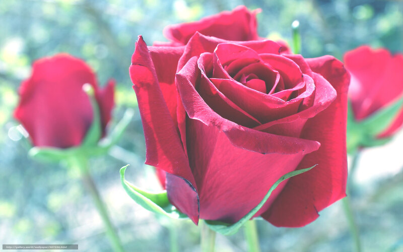 Red roses in sunlight