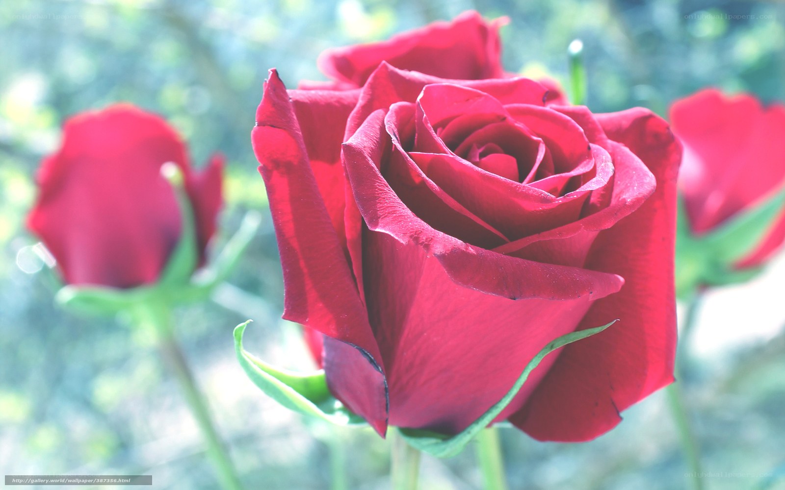Red roses in sunlight