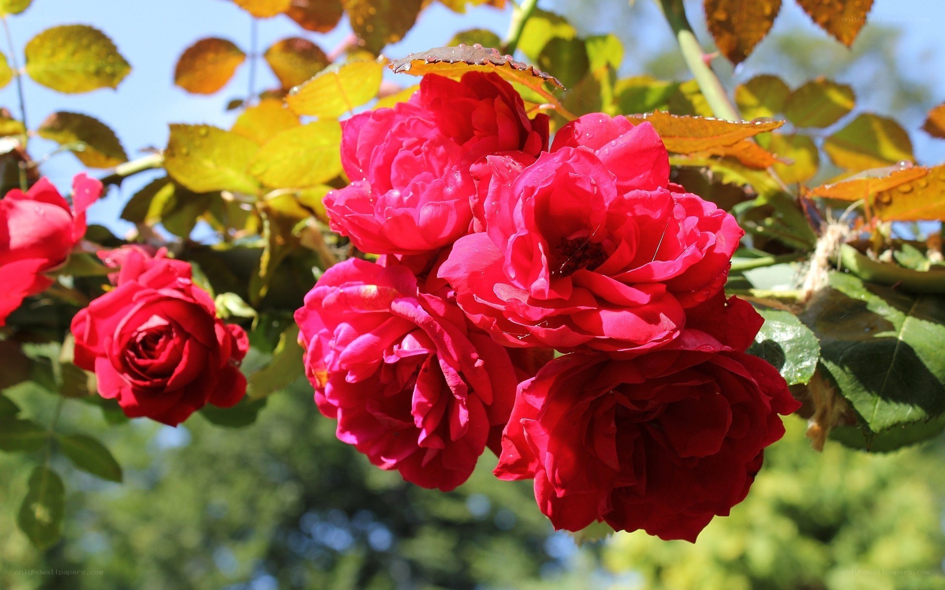 Red roses in sunlight