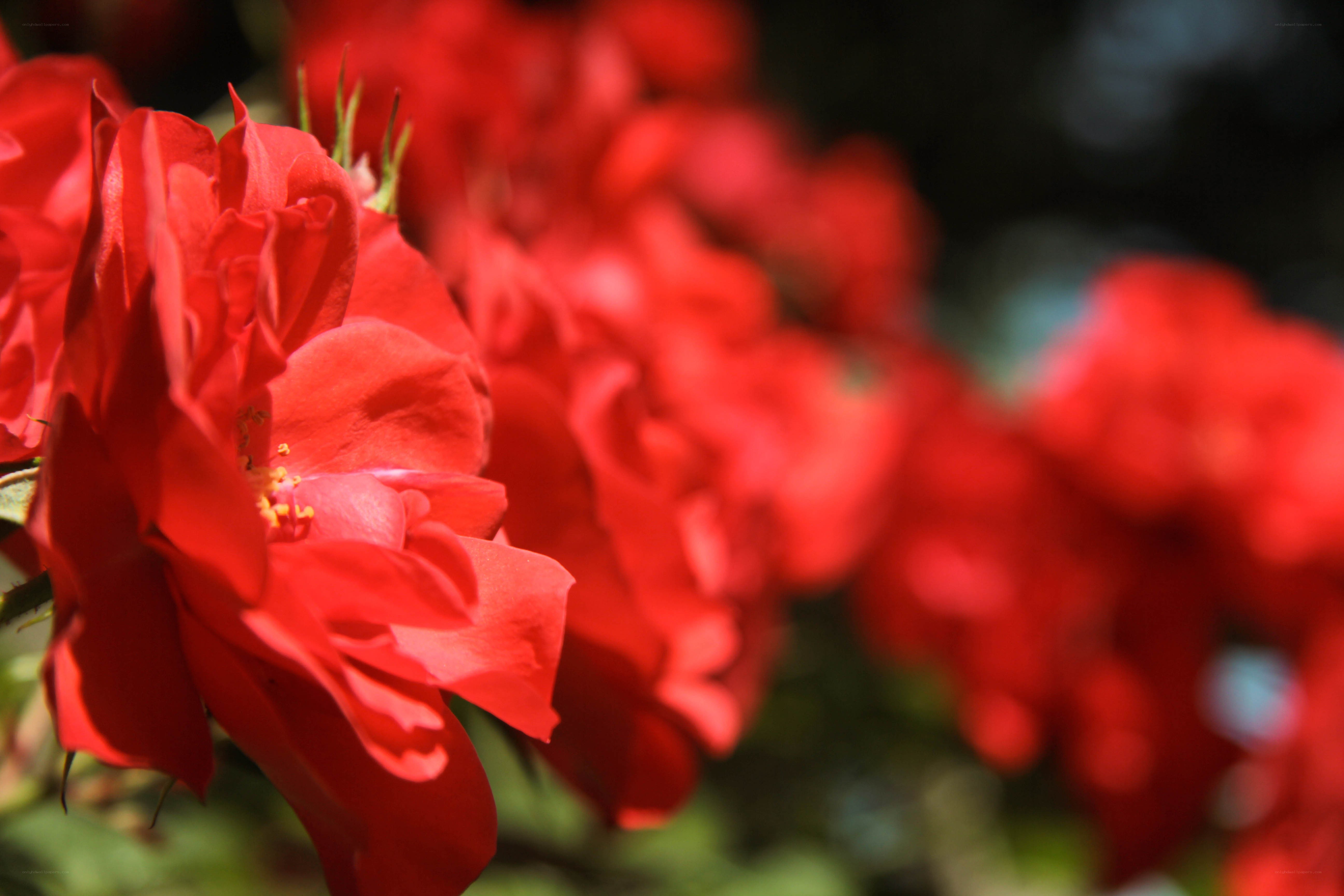 Red roses in sunlight