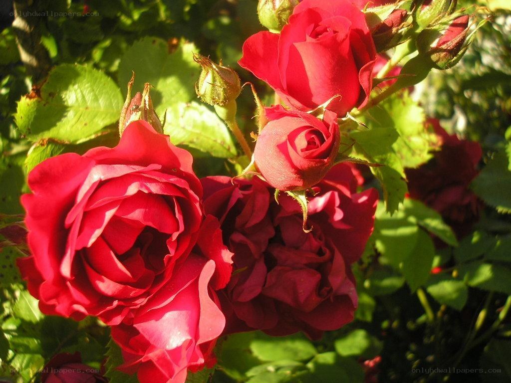 Red roses in sunlight