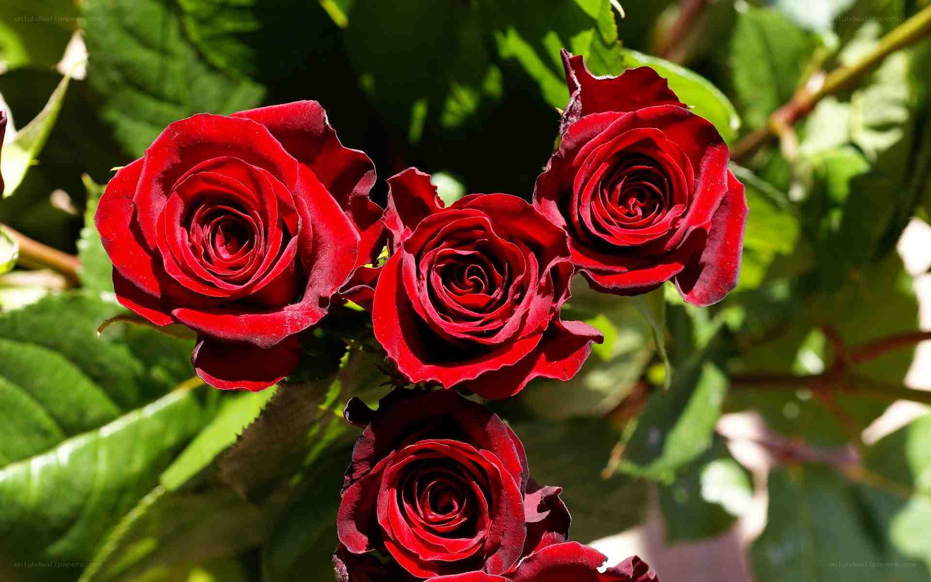 Red roses in sunlight